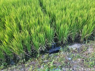 정정치님의 벼 · 영농일지 작성글 사진