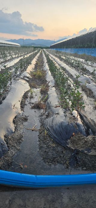 장동휘님의 기타작물 · 영농일지 작성글 사진