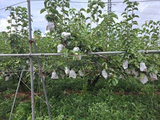 박미스터님의 기타작물 · 영농일지 작성글 사진