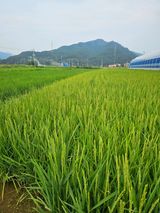 팜모닝 벼·영농일지 게시글 이미지