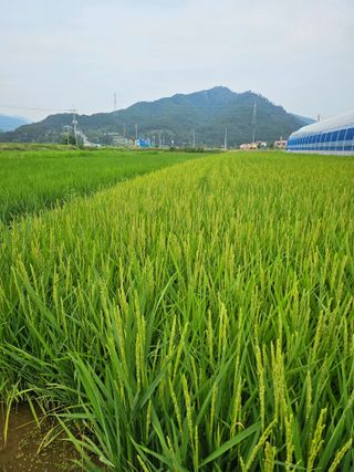 전복수님의 벼 · 영농일지 작성글 사진
