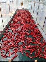 팜모닝 고추·영농일지 게시글 이미지