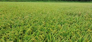 이복길님의 벼 · 영농일지 작성글 사진