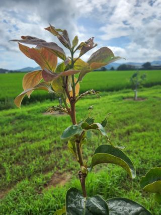 박진한님의 배 · 영농일지 작성글 사진