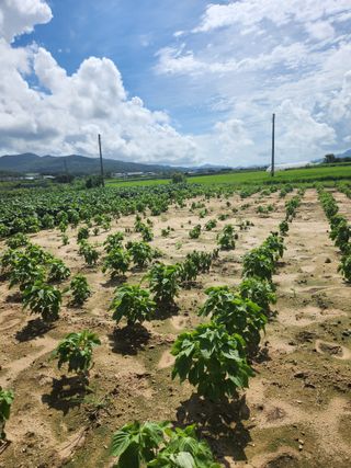 박진한님의 배 · 영농일지 작성글 사진