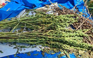 체리123님의 참깨 · 영농일지 작성글 사진