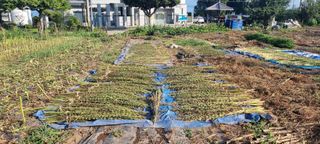 김안재님의 기타작물 · 영농일지 작성글 사진