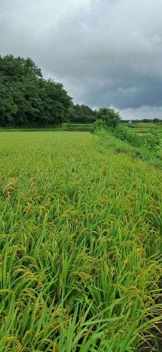 이복길님의 벼 · 영농일지 작성글 사진