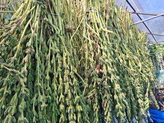 체리123님의 참깨 · 영농일지 작성글 사진