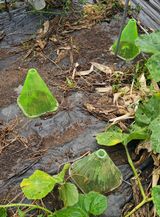 팜모닝 오이·영농일지 게시글 이미지