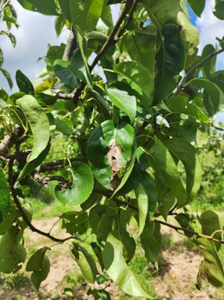 박진한님의 배 · 영농일지 작성글 사진