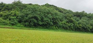 이복길님의 벼 · 영농일지 작성글 사진