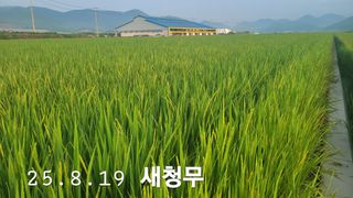 정정치님의 벼 · 영농일지 작성글 사진