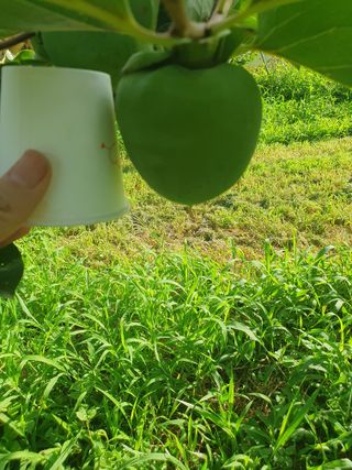 서선옥님의 감 · 영농일지 작성글 사진