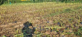 김안재님의 기타작물 · 영농일지 작성글 사진