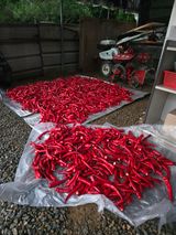 팜모닝 고추·영농일지 게시글 이미지