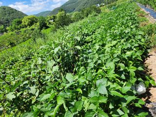 옥수수14683님의 기타작물 · 영농일지 작성글 사진