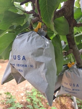 박미스터님의 기타작물 · 영농일지 작성글 사진