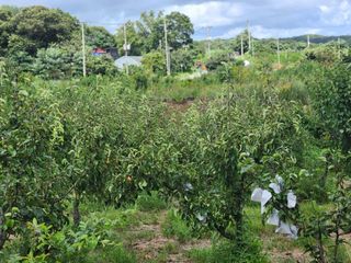 박진한님의 배 · 영농일지 작성글 사진