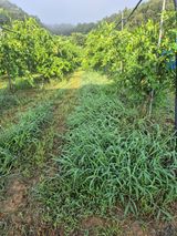 팜모닝 기타작물·영농일지 게시글 이미지