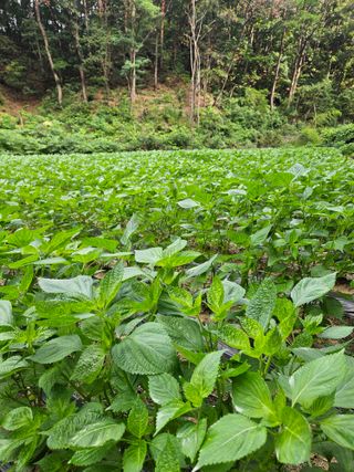 감7768님의 들깨 · 영농일지 작성글 사진