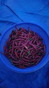 팜모닝 고추·영농일지 게시글 이미지