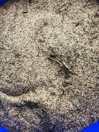 벽창호(죽동농부)님의 참깨 · 영농일지 작성글 사진