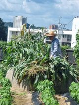 팜모닝 옥수수·영농일지 게시글 이미지