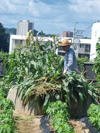 박병철님의 옥수수 · 영농일지 작성글 사진