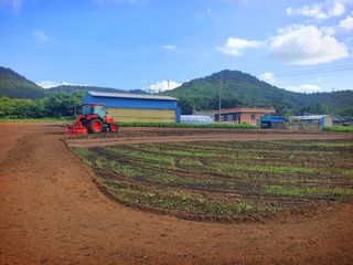 오이8898황산면님의 배추 · 영농일지 작성글 사진