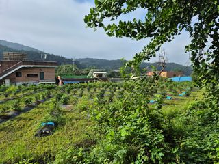 나오리농장님의 기타작물 · 영농일지 작성글 사진