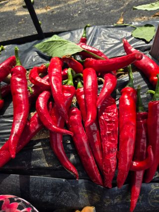 표고버섯8364님의 기타작물 · 영농일지 작성글 사진