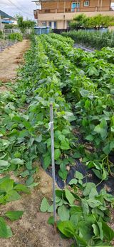 팜모닝 콩·영농일지 게시글 이미지