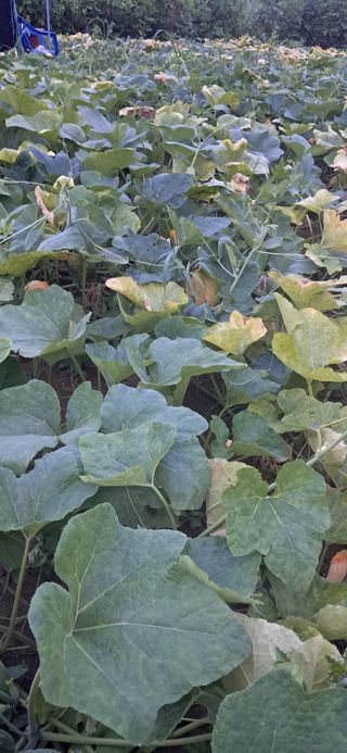 김제선:양평읍회현리님의 기타작물 · 영농일지 작성글 사진