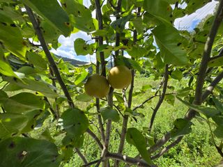 강호지인님의 기타작물 · 영농일지 작성글 사진