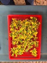 팜모닝 기타작물·영농일지 게시글 이미지