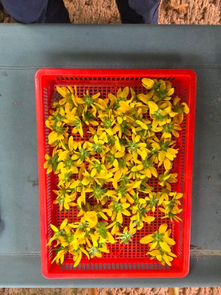 이종애님의 기타작물 · 영농일지 작성글 사진