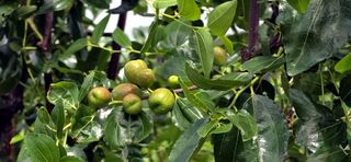 우창농원님의 기타작물 · 영농일지 작성글 사진