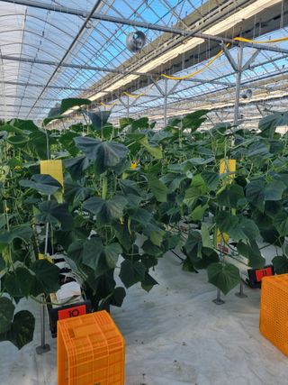 김희범님의 오이 · 영농일지 작성글 사진