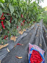 팜모닝 고추·영농일지 게시글 이미지