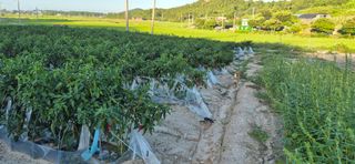 김진순님의 기타작물 · 영농일지 작성글 사진