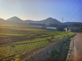 오이8898황산면님의 배추 · 영농일지 작성글 사진