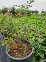 팜모닝 블루베리·영농일지 게시글 이미지