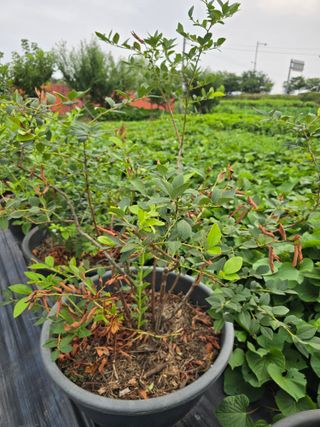 비타민님의 블루베리 · 영농일지 작성글 사진