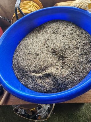 벽창호(죽동농부)님의 참깨 · 영농일지 작성글 사진