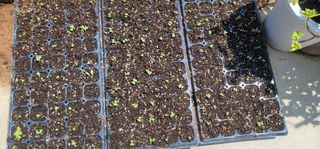 이인옥님의 배추 · 영농일지 작성글 사진