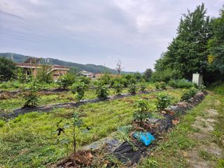 나오리농장님의 기타작물 · 영농일지 작성글 사진
