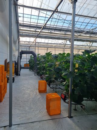 김희범님의 오이 · 영농일지 작성글 사진