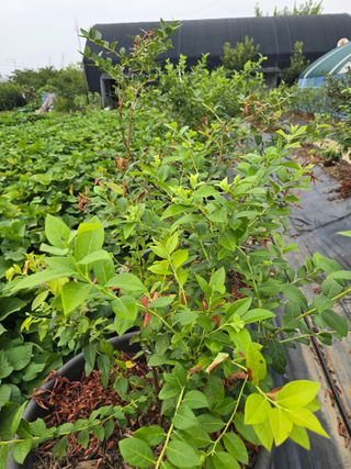 비타민님의 블루베리 · 영농일지 작성글 사진