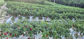 김진순님의 기타작물 · 영농일지 작성글 사진